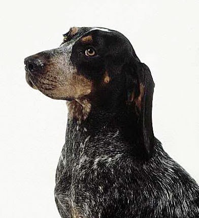 Bluetick Coonhound wallpaper | Free Animal Wallpapers