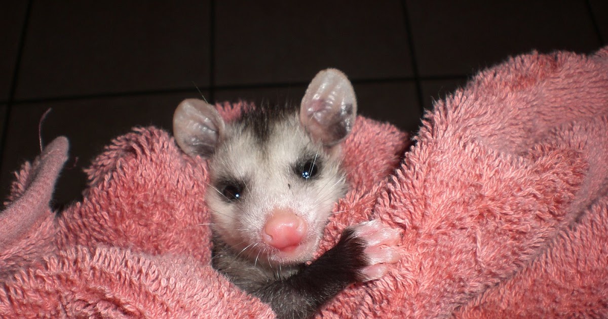 Naturalist's Blog baby possums