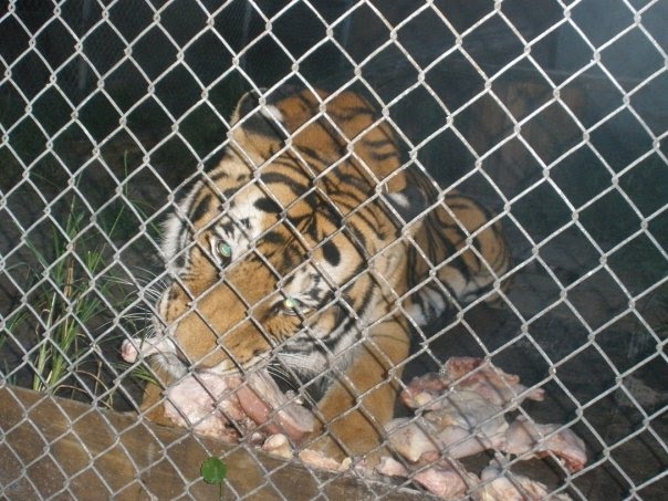[Tiger+chomp+AC.bmp]