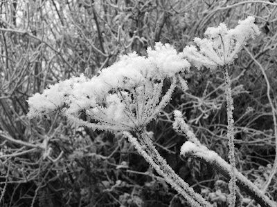 Alfred Sheldon Williams Bio