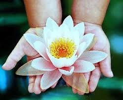 Armonía Salud Natural- El Buen Camino