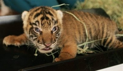 Sumatran tiger cub