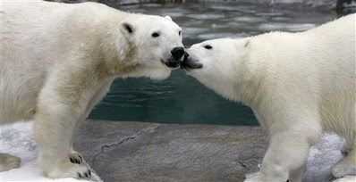 polar bears