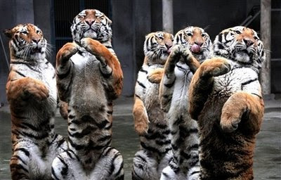 Animals: siberian tigers