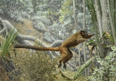 Animals: brown collared lemur.