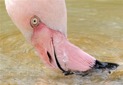 A flamingo drinks water at Erfurt zoo, central Germany, on Friday 2009.