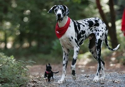 Pets: A Great Dane.