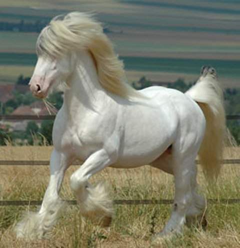 El caballo Percheron es enorme y precioso