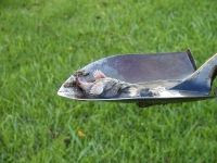 Moles Are Our Enemies