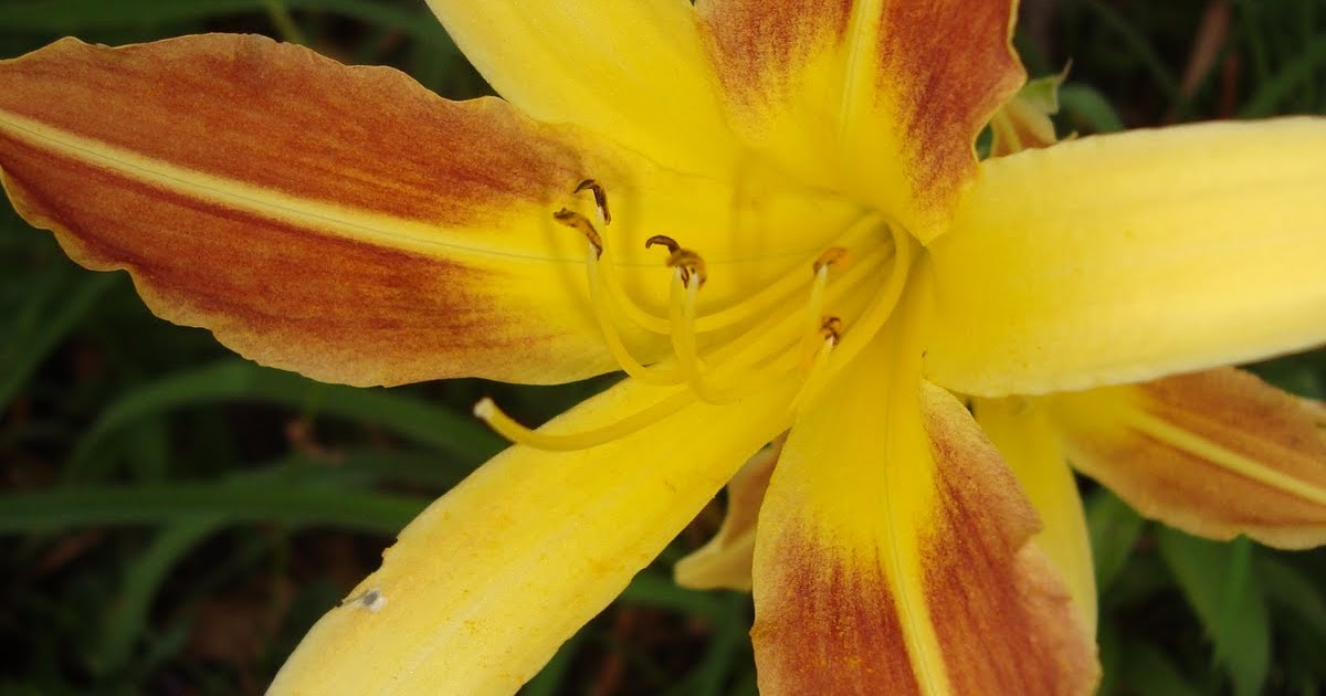 Biology Collection 1 Anther and Filament of Stamen