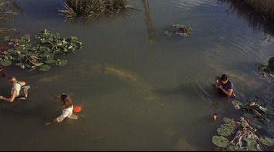 Anaconda Blood Orchid