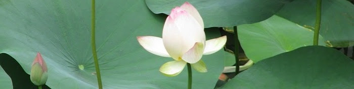 Lotus ... Rising above all Odds