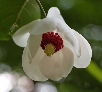 Magnolia Sieboldii Colossus