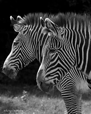 a couple of Zebra given the Black and White photo treatment to finish.