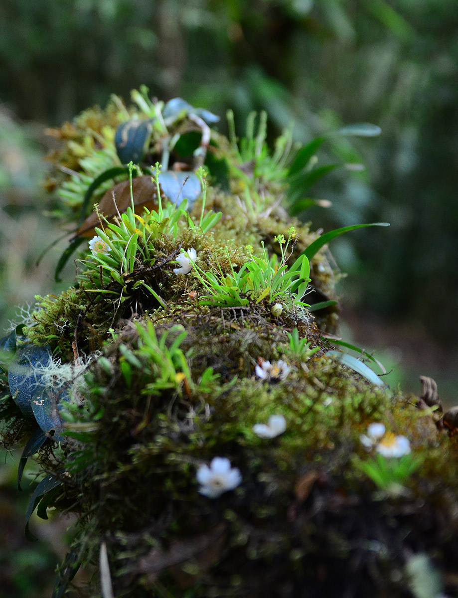 Orchids on Chirripo mountain, Costa Rica (orchid-hunter.blogspot.com)