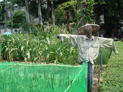 Scarecrow