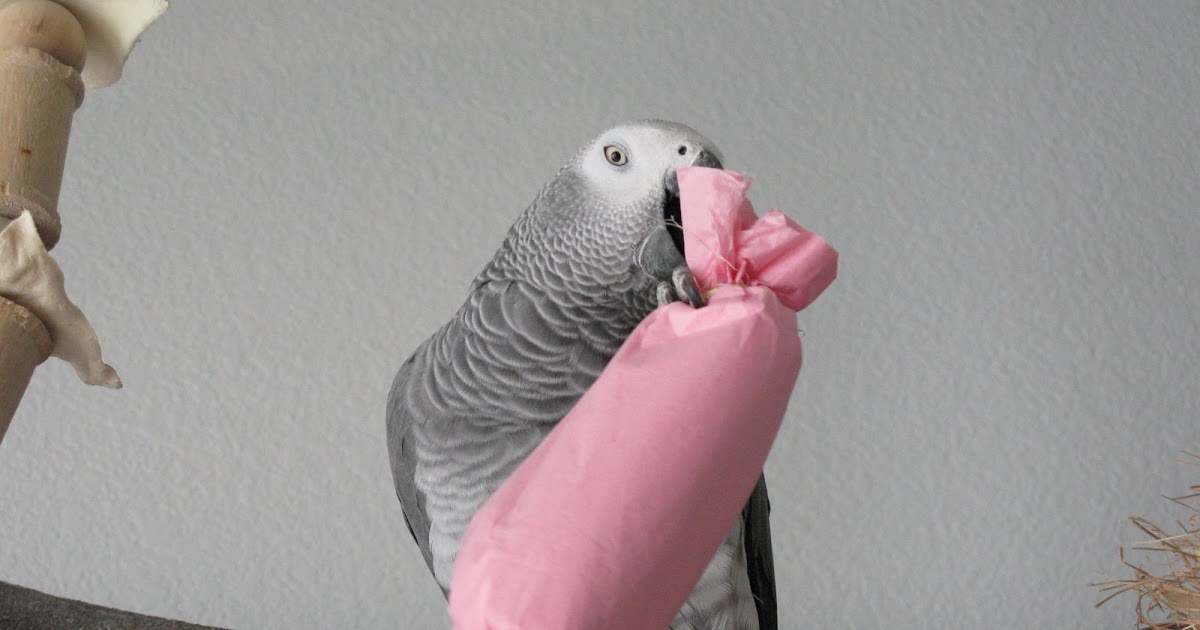 African Grey Parrot Making Bird Toys