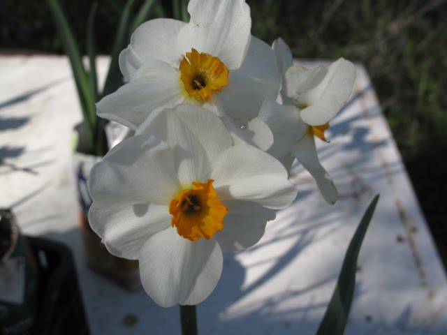 EL NARCISO: FLOR DE PRIMAVERA