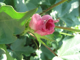 Es la flor de una planta textil