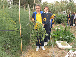 LOS CACAHUETES EN EL HUERTO