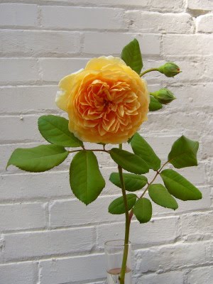 [Crown+Princess+Margareta4.jpg]