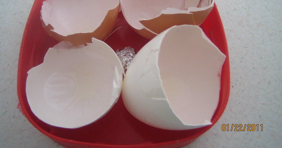 Umamah Learning Academy Experiment Organic Egg vs Regular Egg