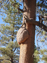 Burl on a conifer Elk Mouintain Drive.