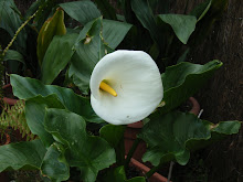 Mi foto