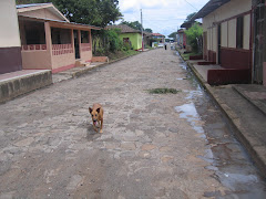 a street and street dog
