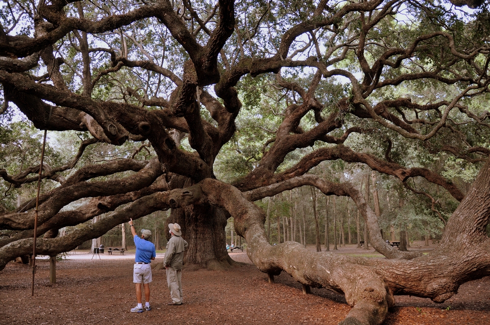My View of Charleston and the Lowcountry: Angel Oak Tree