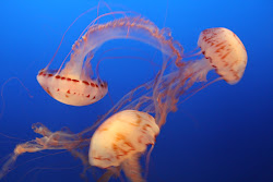 Jelly-fish, Monterey