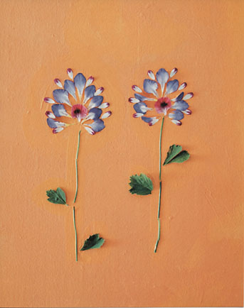 [two-flowers-on-orange.jpg]