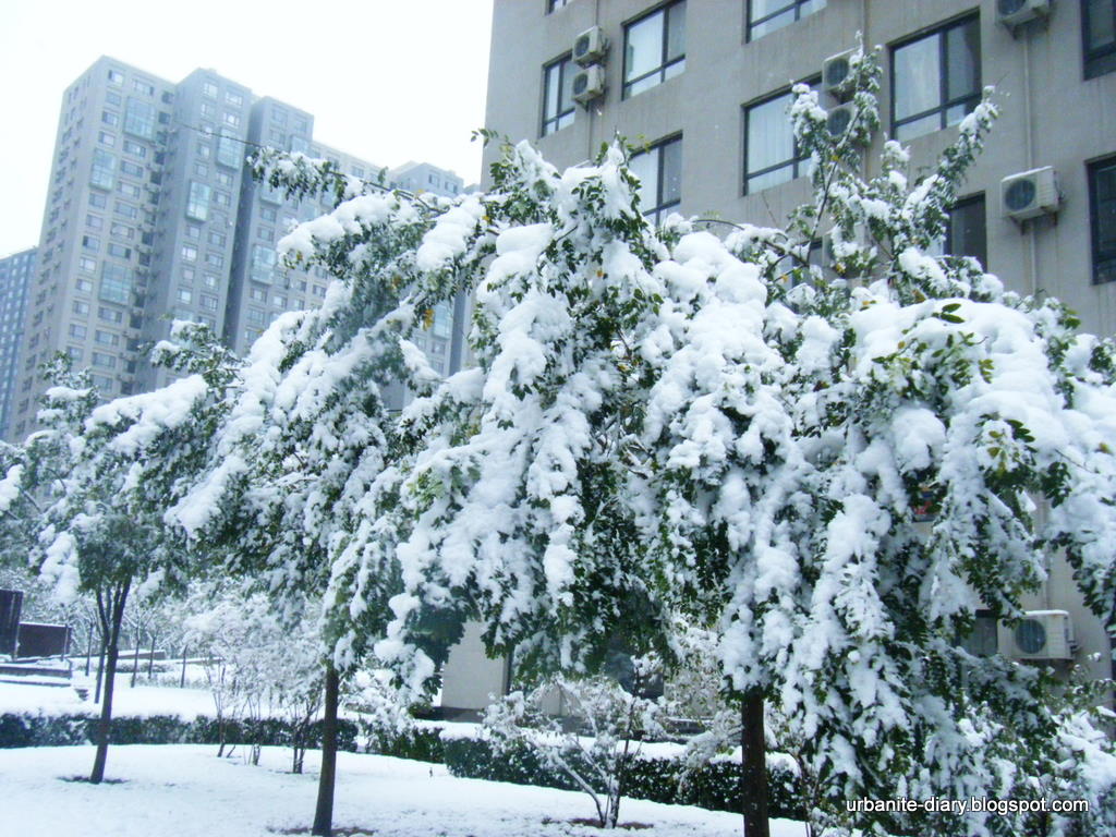 [Snow+in+Beijing+5.JPG]