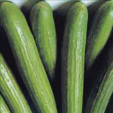 [PEPINO+DOCE]