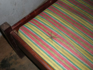 [03.17.10-spider-on-bed.jpg]