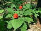 Ginseng Bitkisi