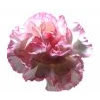 Carnations Carnations