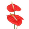 Anthurium Anthurium