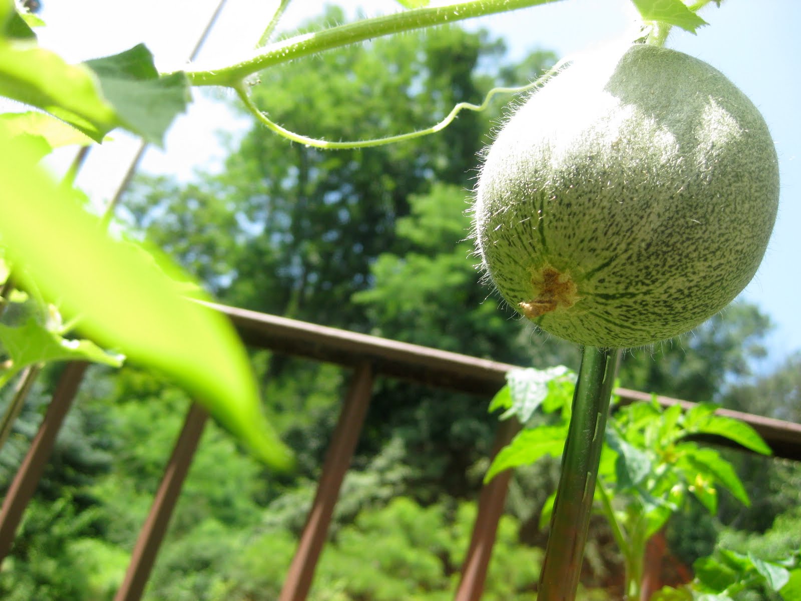 ACravan LifeCycle (A partial view); Cantaloupe Conserve