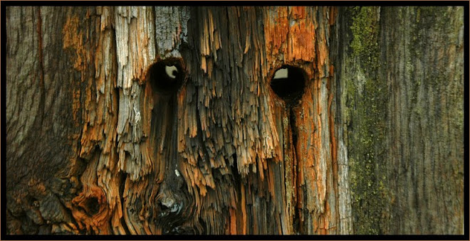 there is beauty in everything, everywhere.............