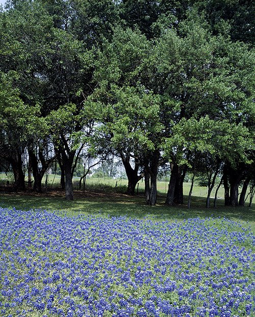 [bluebonnets.jpg]