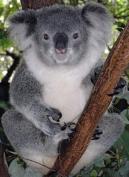 [15koala_full.jpg]