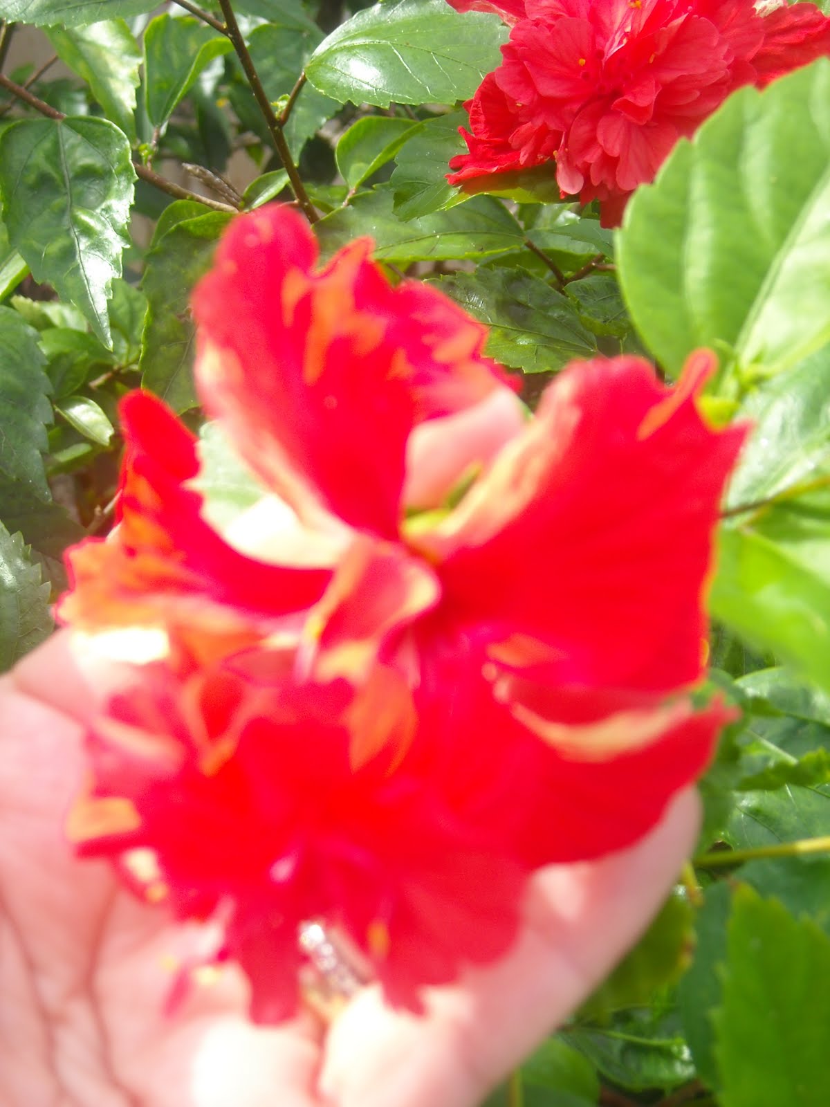 Paperlover123 OK, here is my second okra bloom (to my knowledge), and