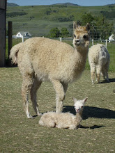 Naomi's New Cria "NED"