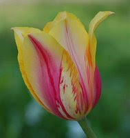 Spectacular Tulip