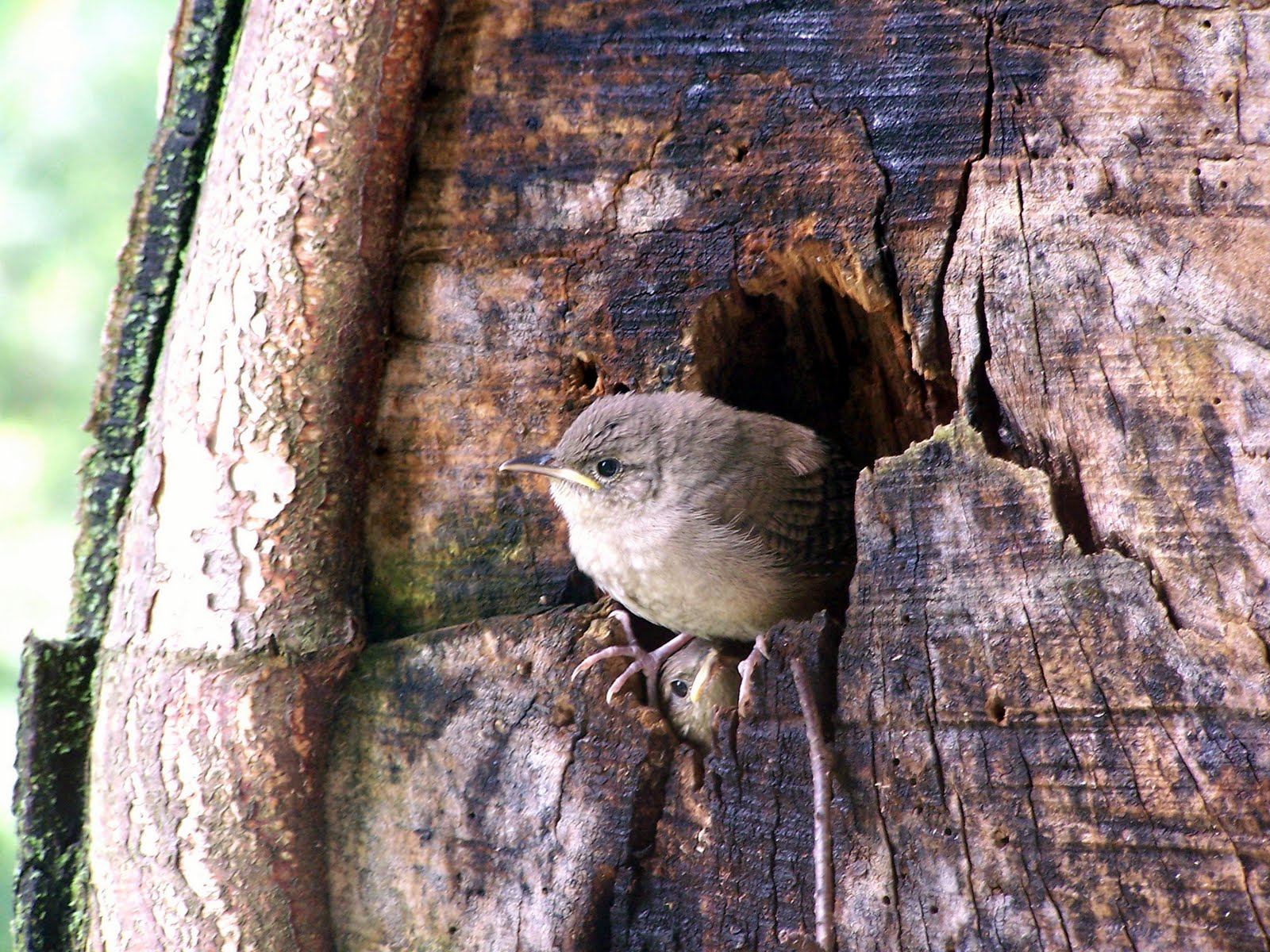 NATURE NOTES BABY WRENS LEAVE THE NEST