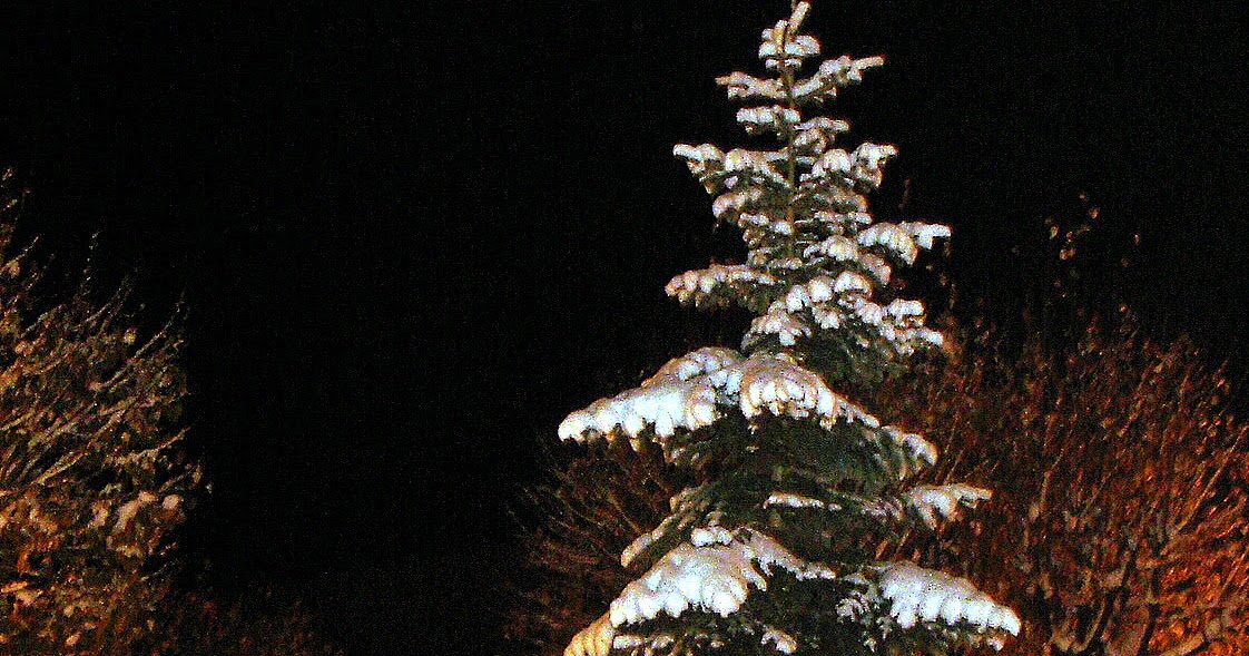 LES POESIES ELECTIVES LES SAPINS par Guillaume APOLLINAIRE