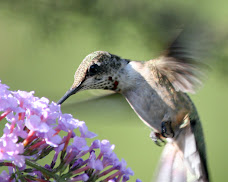 Hummingbird