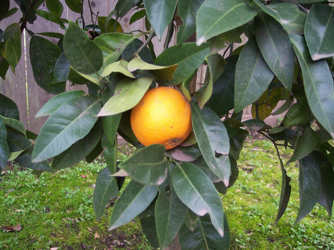 in gradina sunt si portocali wir haben auch Orangen im Garten