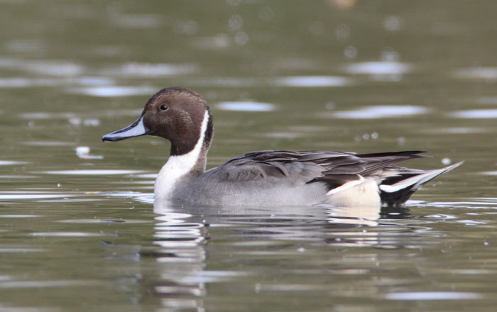 [Pintail.jpg]